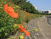 8.Shinagawa Hanakaido Avenue