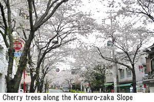 Cherry trees along the Kamuro-zaka Slope