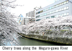 Cherry trees along the Meguro-gawa River