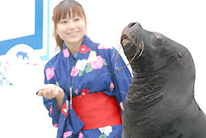 Bon-odori Dancing Sea Lion Show